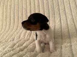 3 purebred Jack Russell Terrier puppies with documents