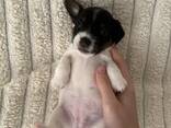 3 purebred Jack Russell Terrier puppies with documents - фото 1