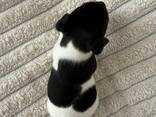 3 purebred Jack Russell Terrier puppies with documents - фото 2
