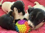 3 purebred Jack Russell Terrier puppies with documents - фото 3