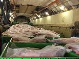 Баранина оптом на Арабский страны и Иран - фото 8