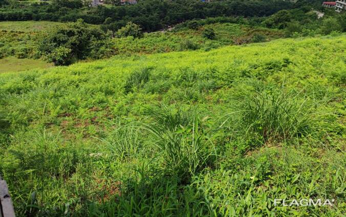 Батуми за городам Село капрешуми срочно продаётся земельный участок