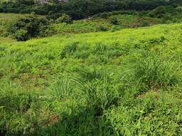 Батуми за городам Село капрешуми срочно продаётся земельный участок