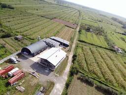 Bay leaves production business and factory for sell