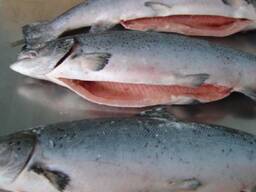 Buy Premium Quality Atlantic Salmon Fish From Norway / Air Delivery Of Fresh Seafoods Fro