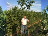 Chandler - Fernor Walnut Saplings (Tree) - фото 3