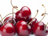 Черешня сорт бычий глаз из Узбекистана - фото 2