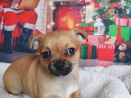 Чихуахуа, щенок кобби типа. Документы FCI.