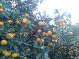 Цитрусы мандарин апельсин лимон - фото 2