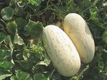 Дыня сорт торпеда из Узбекистана - фото 1