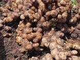 Fresh and Dried Ginger
