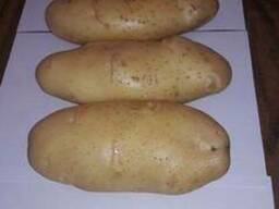 Fresh potato for sale for good prices