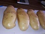 Fresh potato for sale for good prices