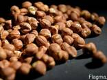 Фундук (Лесной орех, Hazelnuts) - фото 1