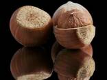 Фундук (Лесной орех, Hazelnuts) - фото 3