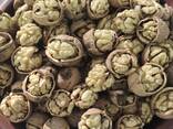 Грецкий Орех в скорлупе - фото 1