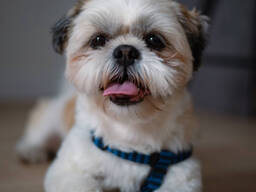 Индивидуальная передержка собак