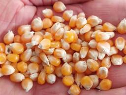 იყიდება 100 ტონა პოპკორნის ბურთი