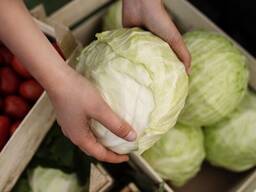 კომბოსტო