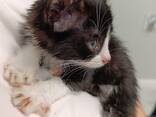 Kitten for adoption - photo 1