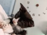 Kitten for adoption - photo 2