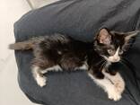 Kitten for adoption - photo 3