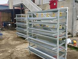 Клетка для содержания перепелов