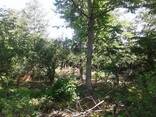 Кобулети, в селе Самеба Продается 1500 кв. м земельный учас - photo 2