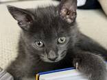 Котенок в добрые руки - photo 1