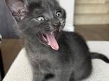 Котенок в добрые руки - photo 2