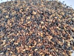 Кунжут Темный