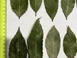 Лавровый лист - фото 1