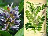 Licorice root organic, Корень лакрицы (солодки) органический - фото 1