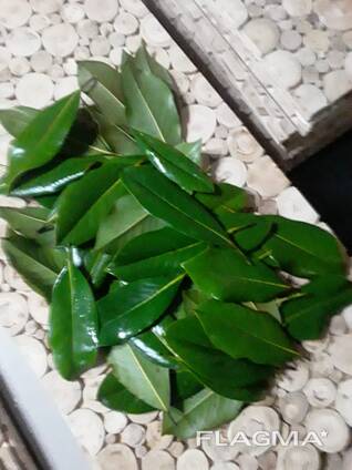 Листья магнолии