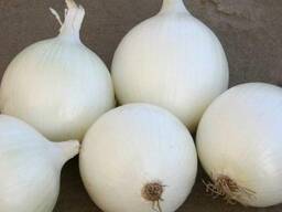 Лук Комета F1