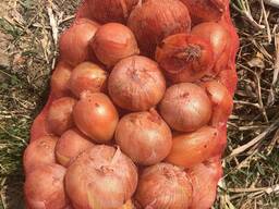 Лук репчатый калибр 5