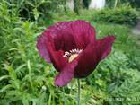 Маки декоративные (семена) - фото 6