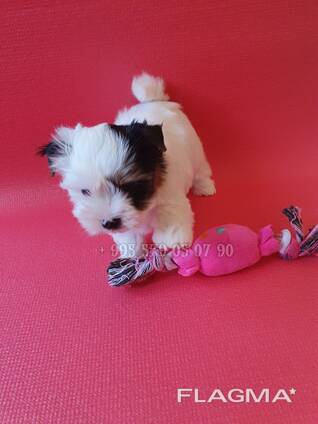 Предлагаю купить мини бивер терьера, бивер йорка.