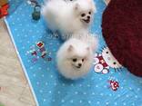 Мини померанские шпицы, крутые щенки. Белый шпиц. - фото 1