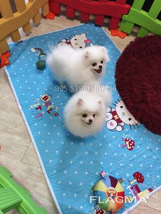 Мини померанские шпицы, крутые щенки. Белый шпиц.