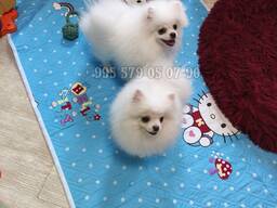 Мини померанские шпицы, крутые щенки. Белый шпиц.