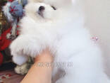 Мини померанские шпицы, мальчики. Купить собаку в Батуми и Тбилиси. - фото 6
