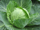 Молодая капуста из Узбекистана - фото 3