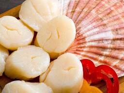 Морской гребешок филе 10-20шт. /кг.