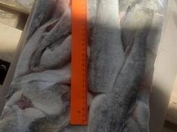 უკვე ბათუმში!!! ნავაგა (ჰაკი) ახლად გაყინული უთავო კარკასი (კამჩატკა)