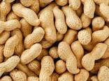 Неочищенный арахис из Солнечного Узбекистана - photo 2