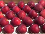 Оптовая продажа высококачественных польских яблок - photo 2