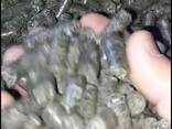 Пеллеты из лузги подсолнечника (агропелеты) - фото 2