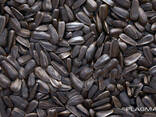 Подсолнечник / Sunflower seeds - фото 1