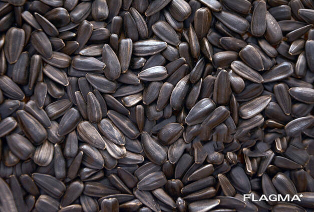 Подсолнечник / Sunflower seeds